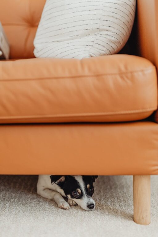 How to Set Up a Cozy and Pet‑Friendly Home Corner
